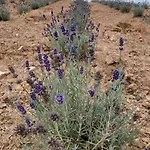 Ferienhaus Casa Lavanda *