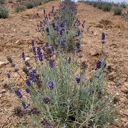 بيت للعطل Casa Lavanda *